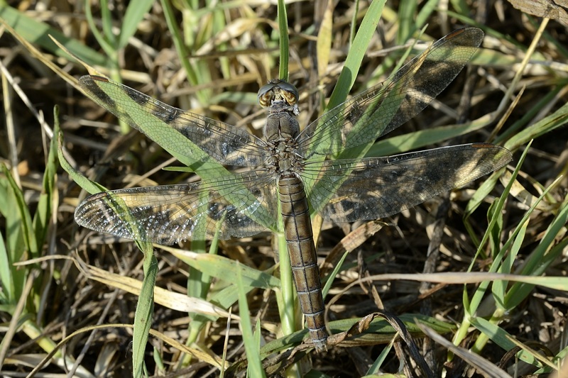 Orthetrum Brunneum femmina vecchia